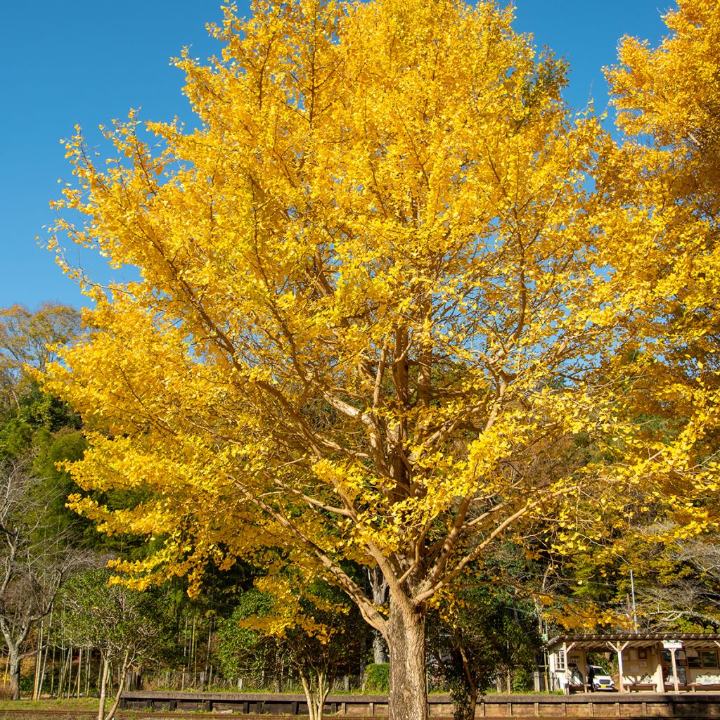 Ginkgo biloba - Maidenhair Tree