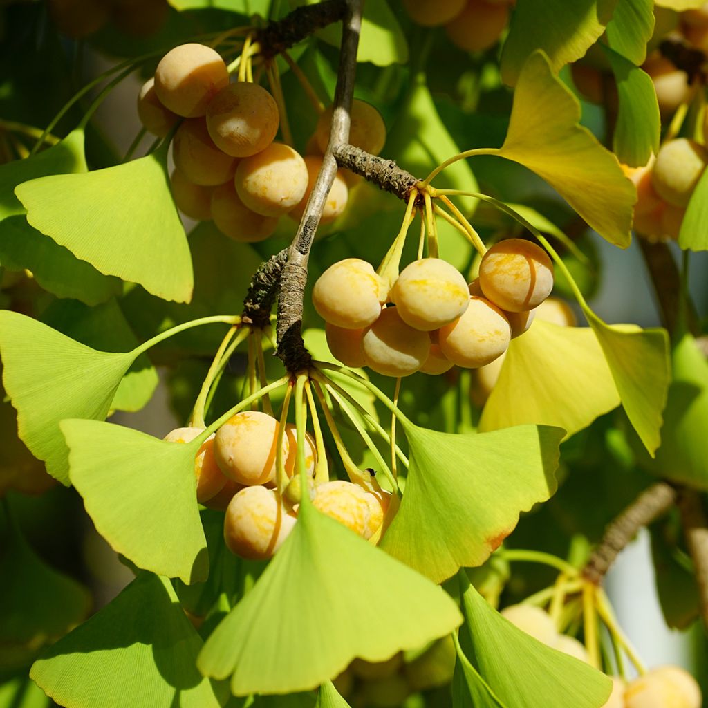 Ginkgo biloba - Maidenhair Tree