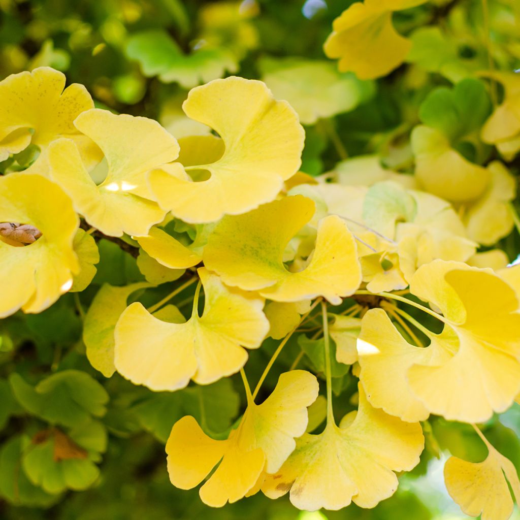 Ginkgo biloba Mariken