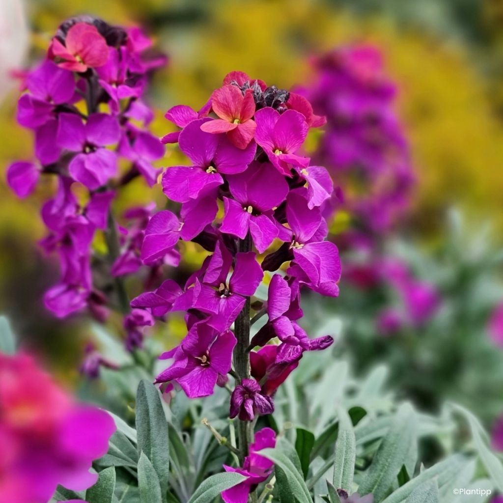 Erysimum cheiri Colour Vibe Purple - Perpetual wallflower