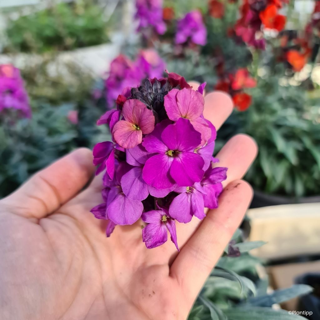 Erysimum cheiri Colour Vibe Purple - Perpetual wallflower