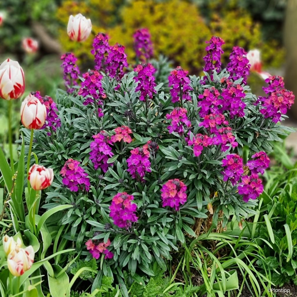 Erysimum cheiri Colour Vibe Purple - Perpetual wallflower