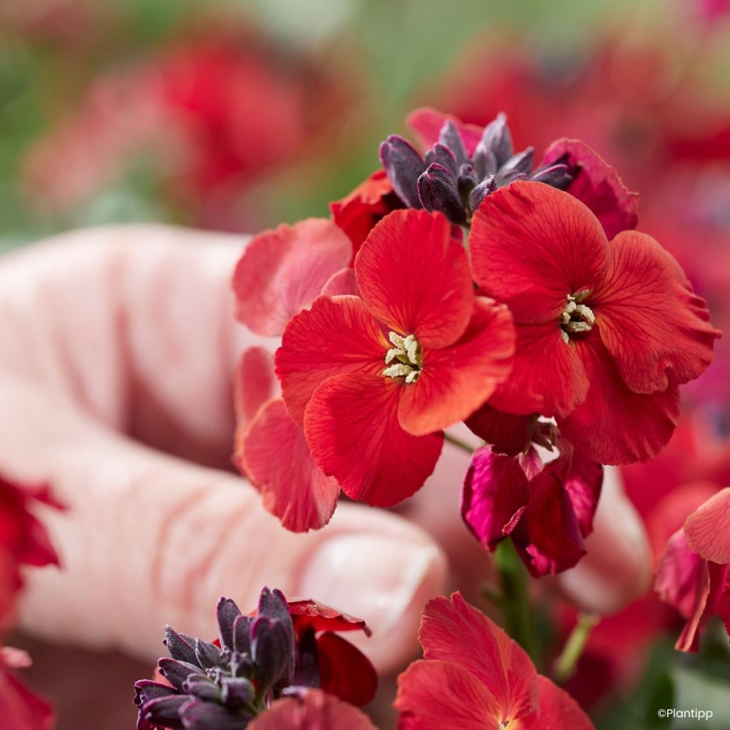 Erysimum Colour Vibe Red - Wallflower