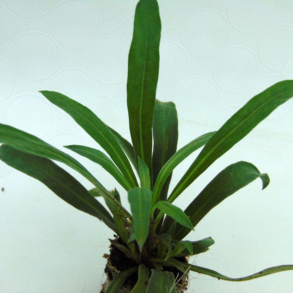Erysimum Rysi Copper Plug Plant - Perennial Wallflower