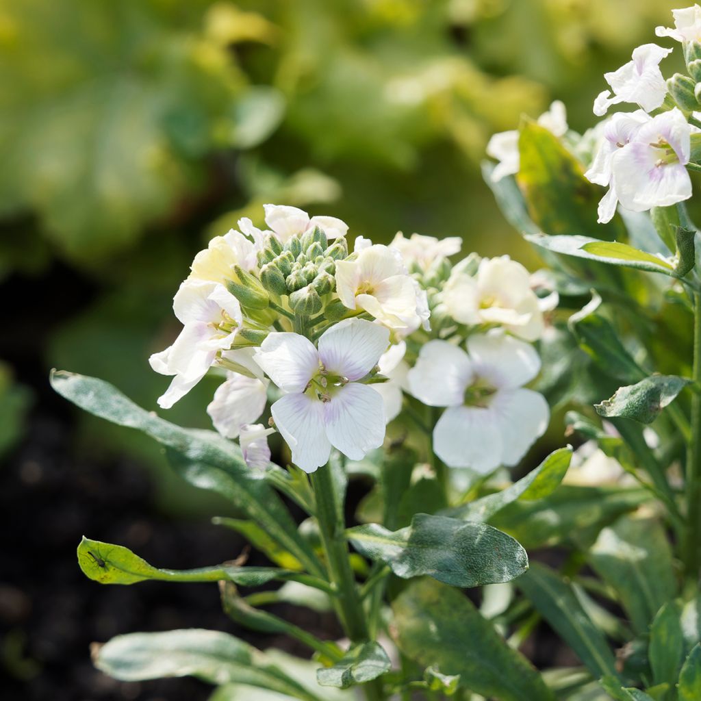Erysimum Rysi Moon Plug Plant - Perennial Wallflower
