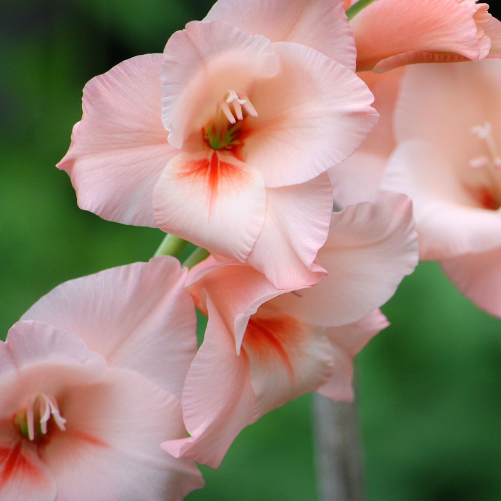 Gladiolus grandiflorus Apricot Beauty - Sword Lily