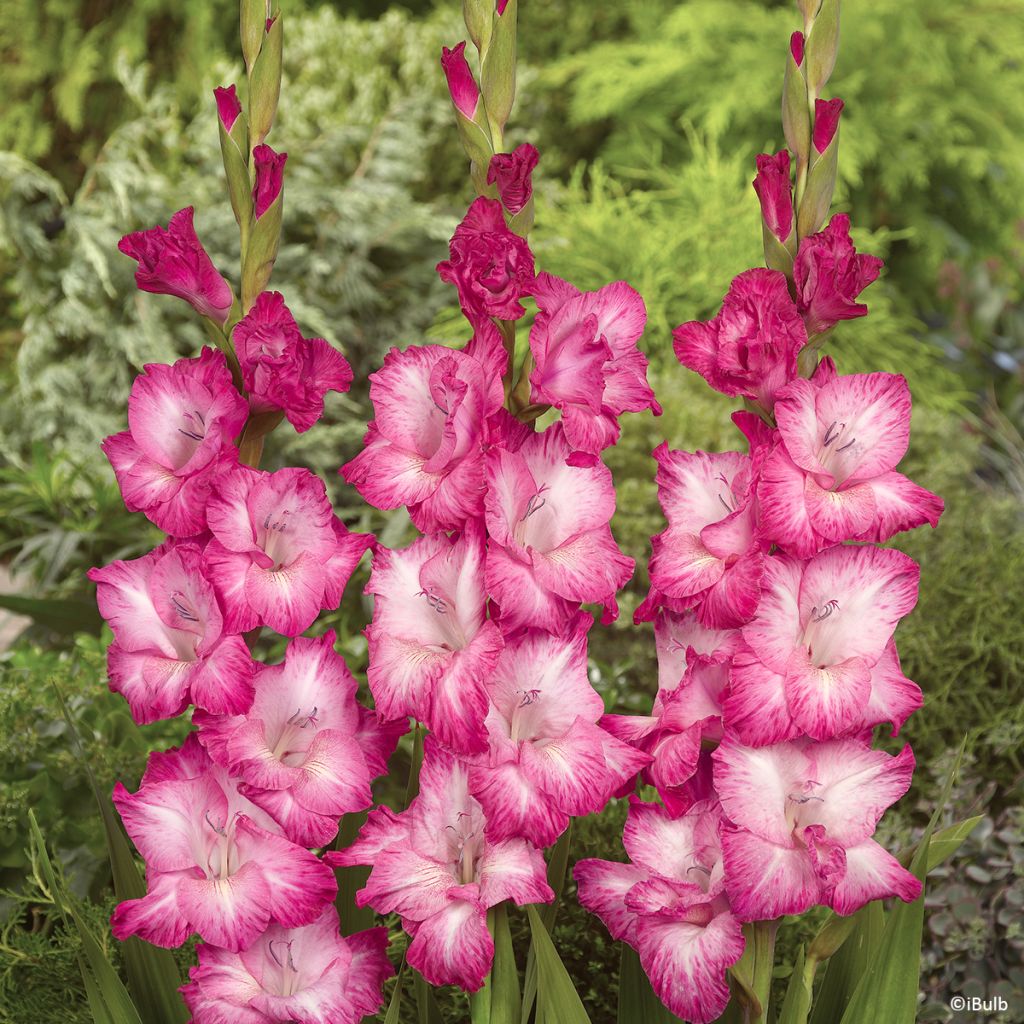 Gladiolus grandiflorus Cantate - Sword Lily
