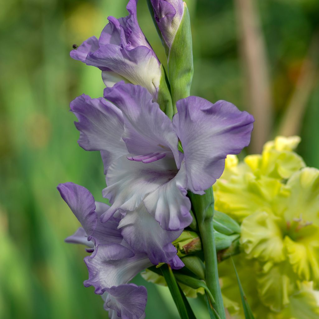 Gladiolus grandiflorus Triton - Sword Lily