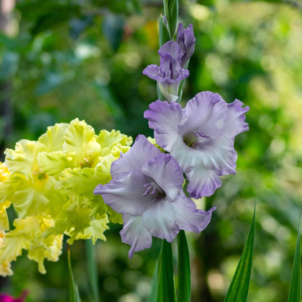 Gladiolus grandiflorus Triton - Sword Lily
