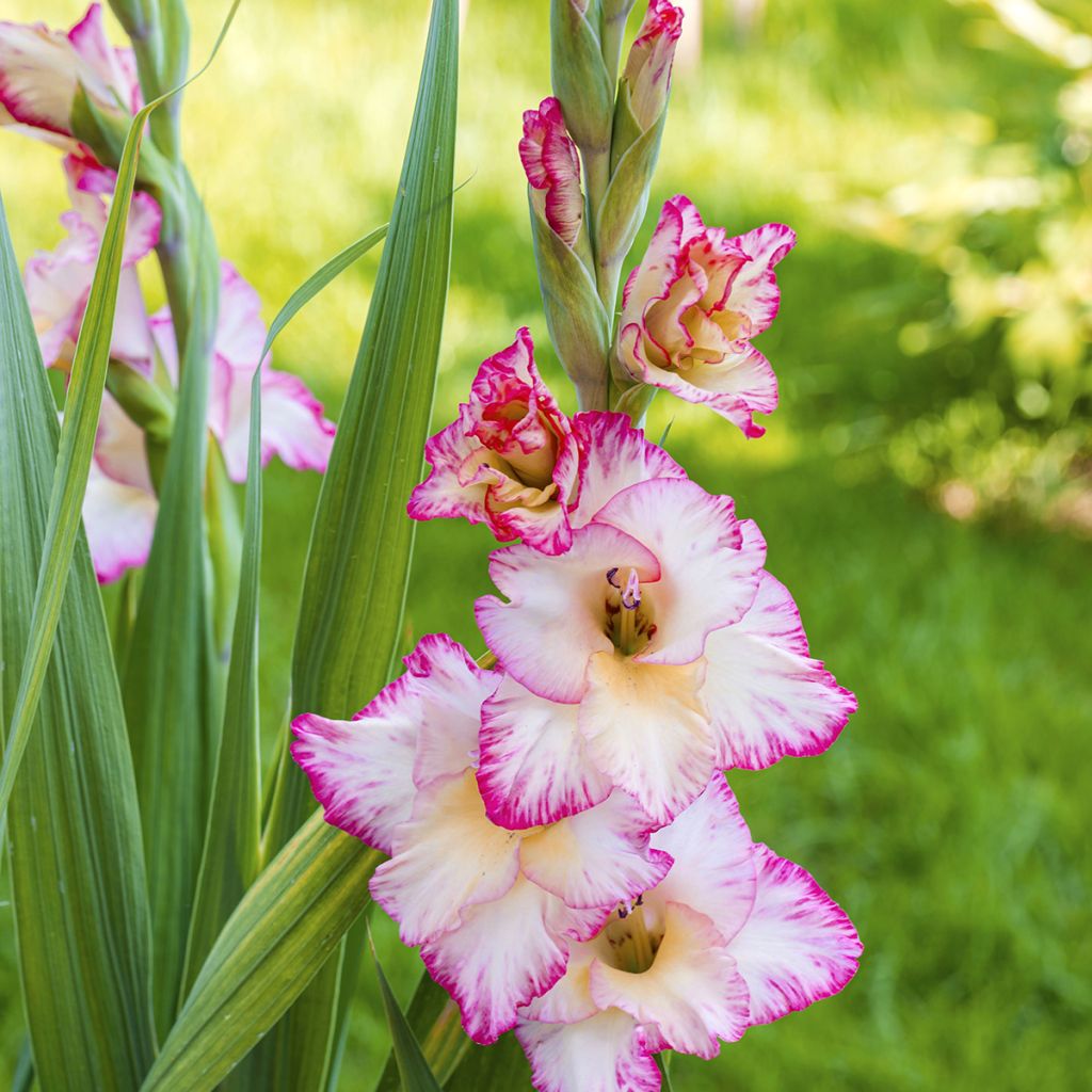 Gladiolus grandiflorus Emmy - Sword Lily