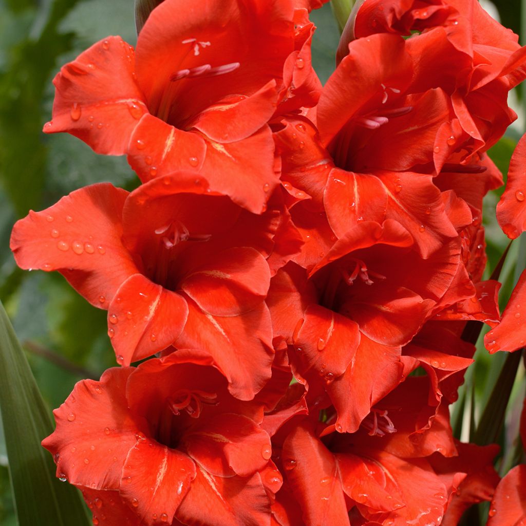 Gladiolus grandiflorus Peter - Sword Lily