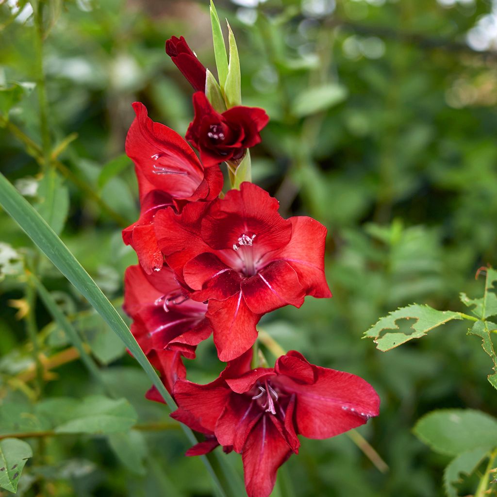 Gladiolus grandiflorus Tom - Sword Lily
