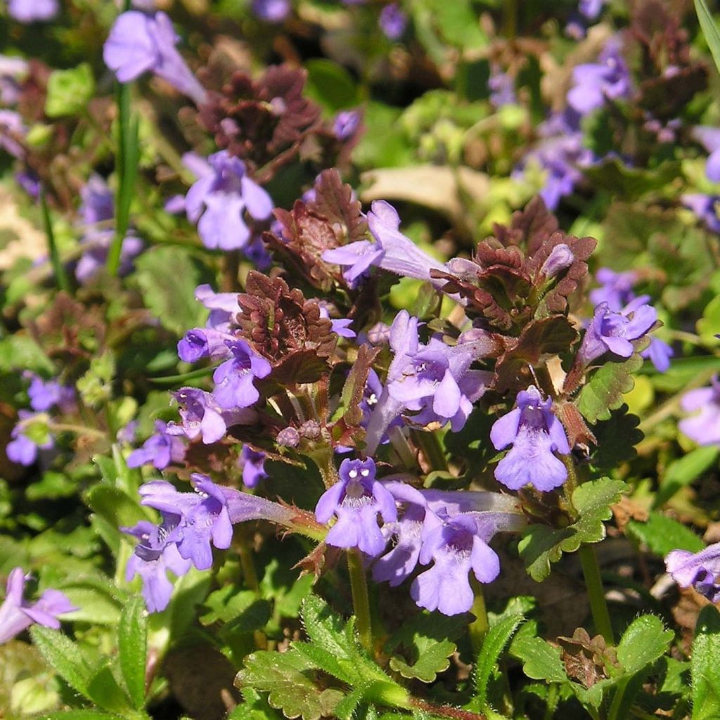Glechoma hederacea - Ground Ivy