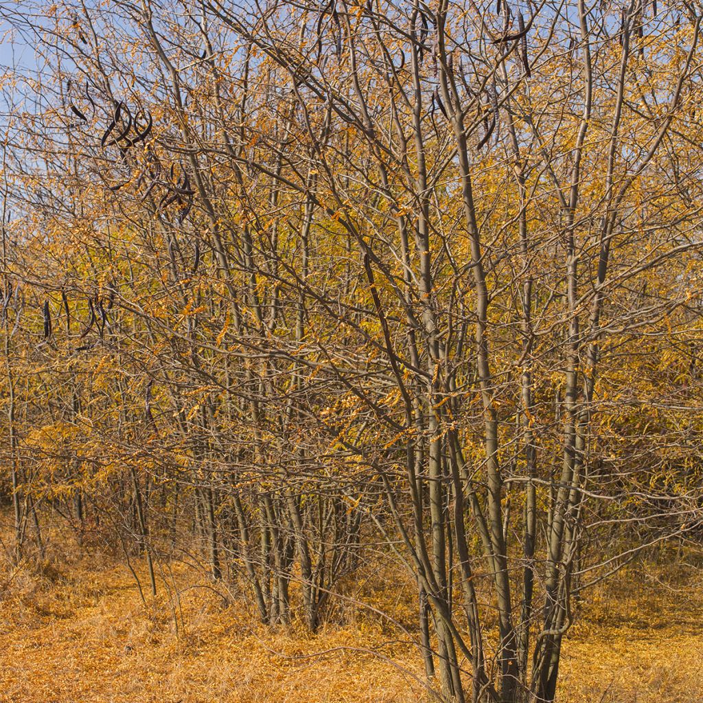 Gleditsia triacanthos Elegantissima - Honeylocust