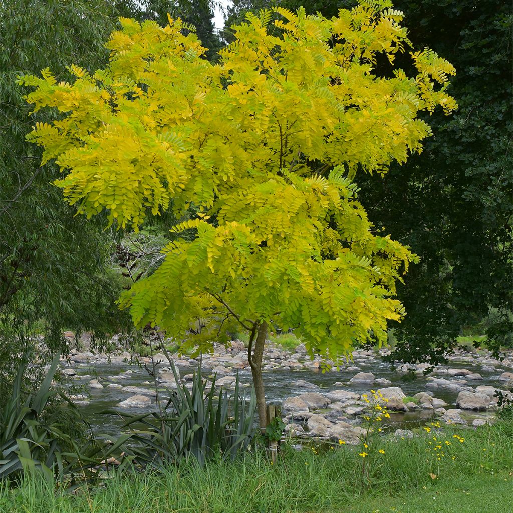 Gleditsia triacanthos Elegantissima - Honeylocust