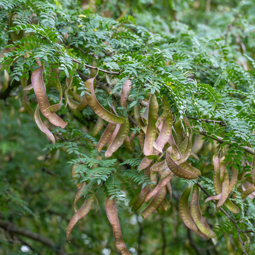 Gleditsia triacanthos - Thornless Honeylocust
