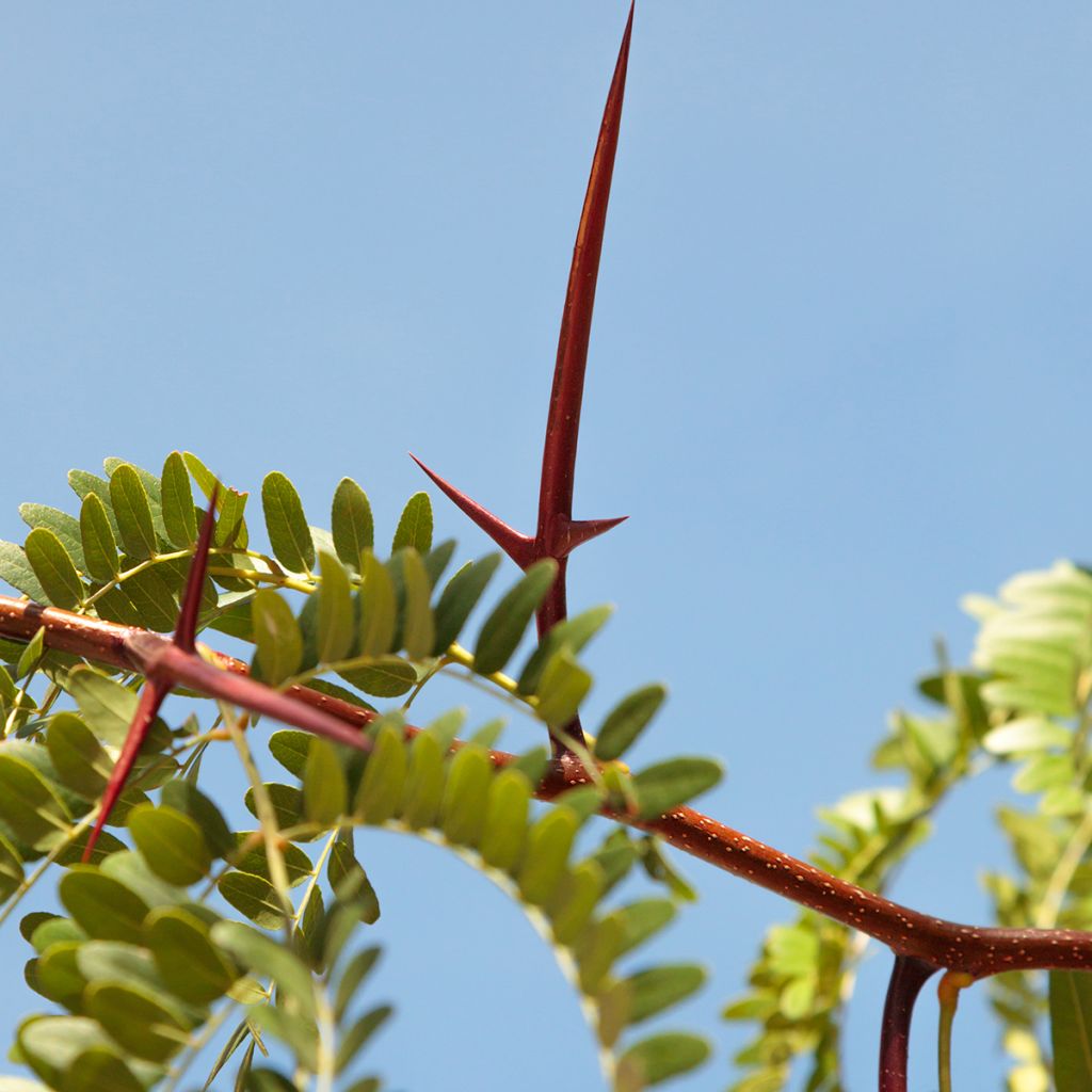 Gleditsia triacanthos - Thornless Honeylocust