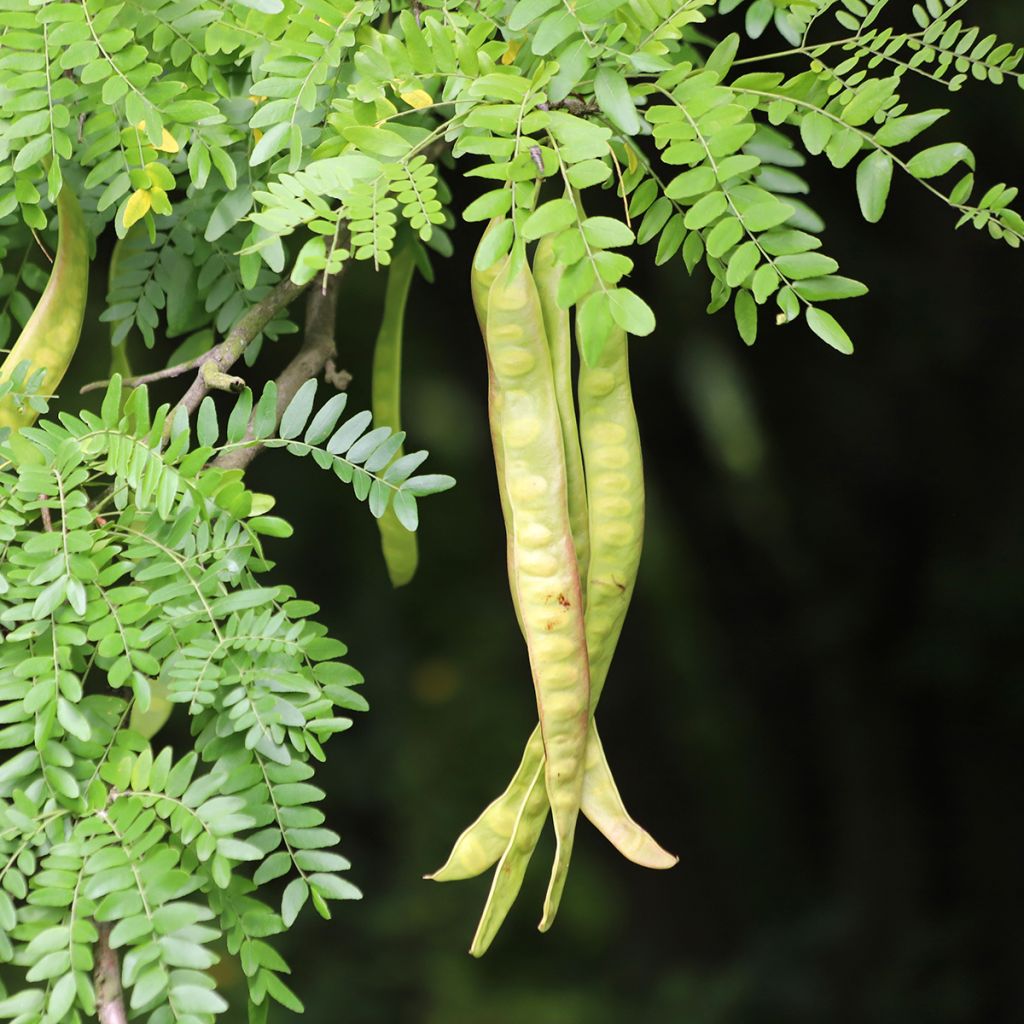Gleditsia triacanthos - Thornless Honeylocust
