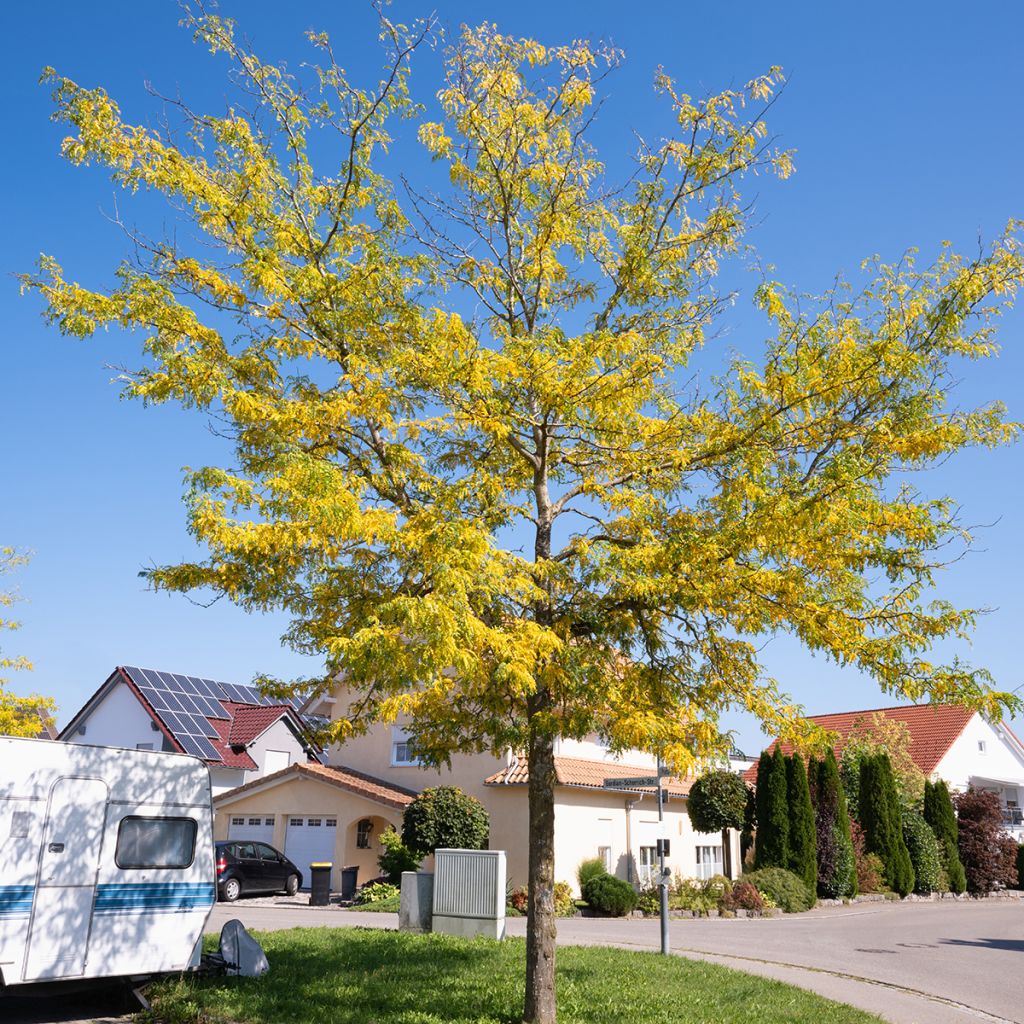 Gleditsia triacanthos f. inermis SKYLINE - Honeylocust