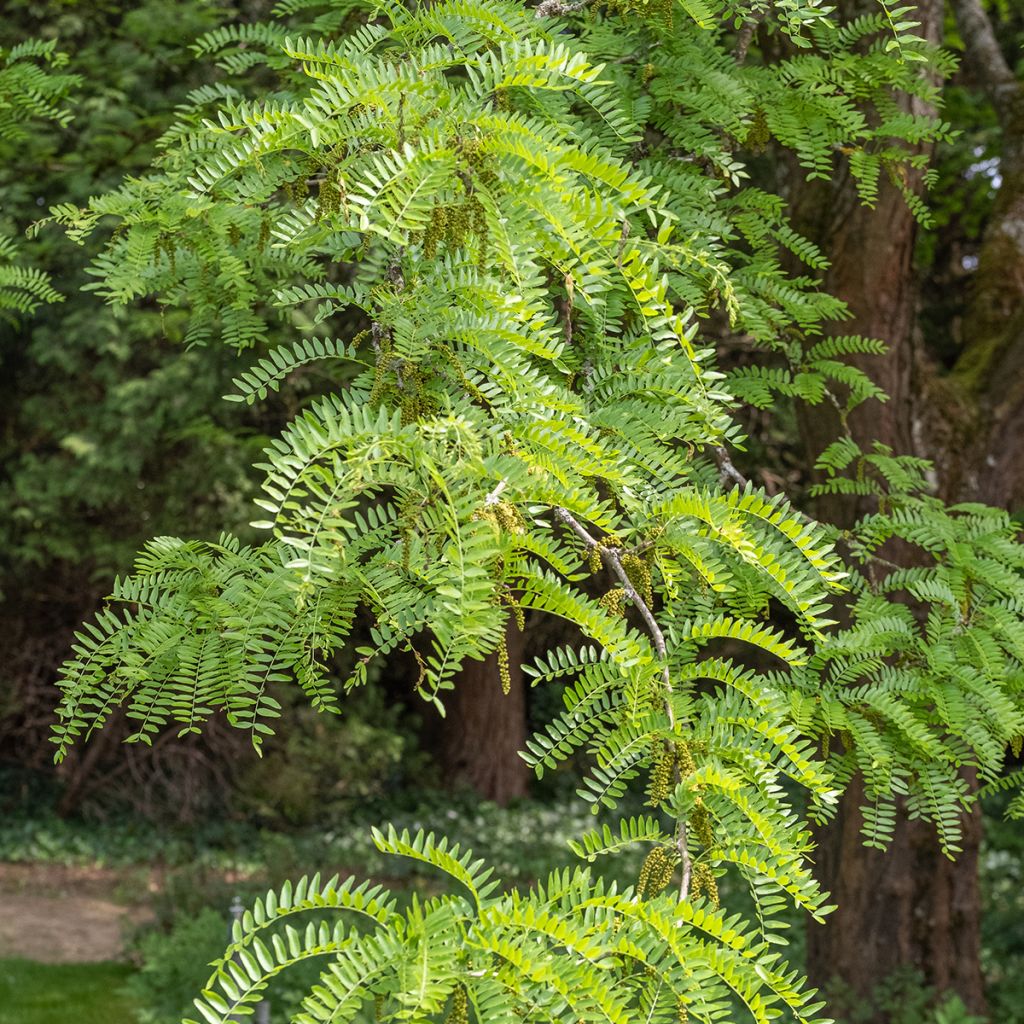 Gleditsia triacanthos f. inermis SKYLINE - Honeylocust