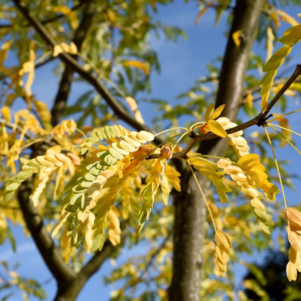 Gleditsia triacanthos f. inermis SKYLINE - Honeylocust