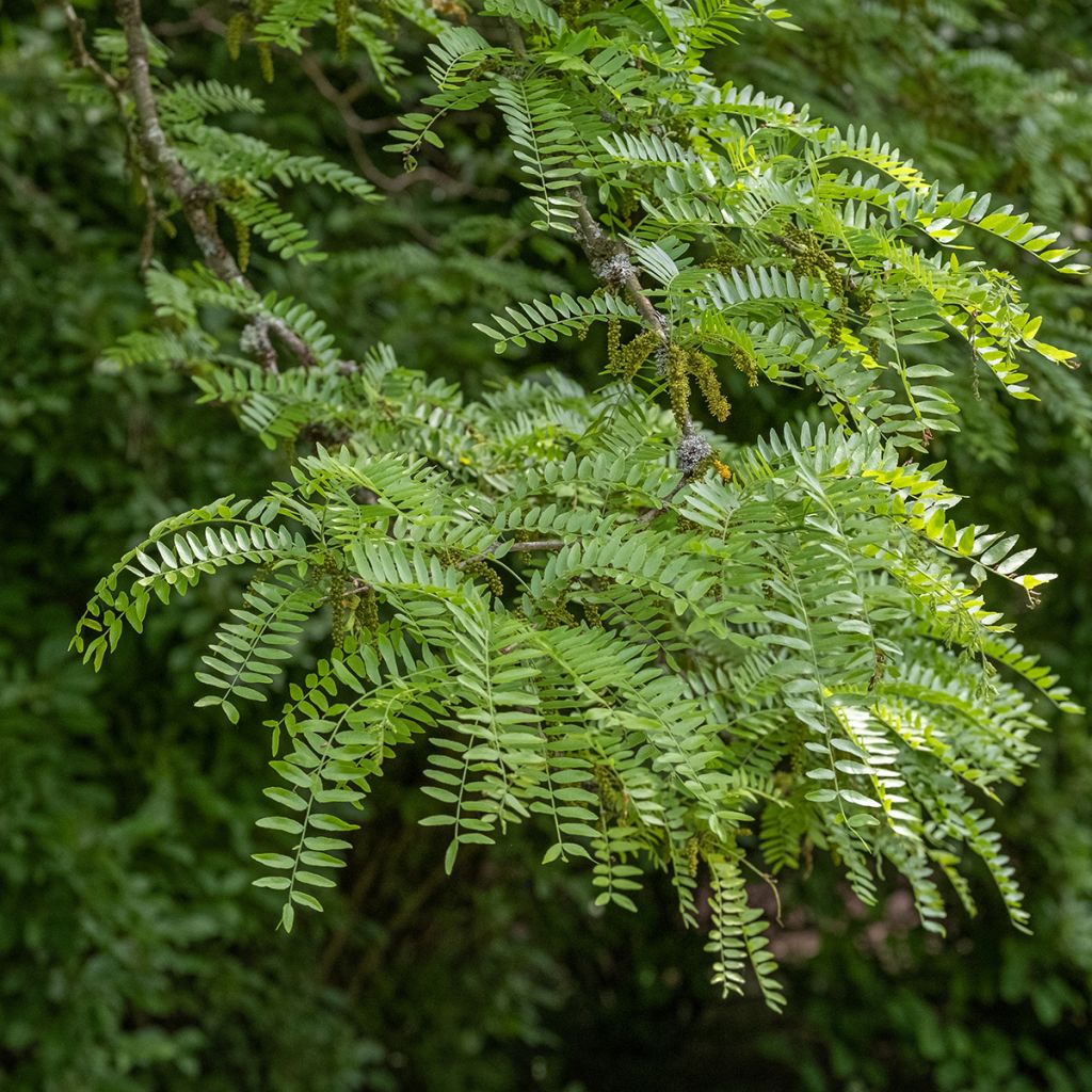 Gleditsia triacanthos f. inermis SKYLINE - Honeylocust