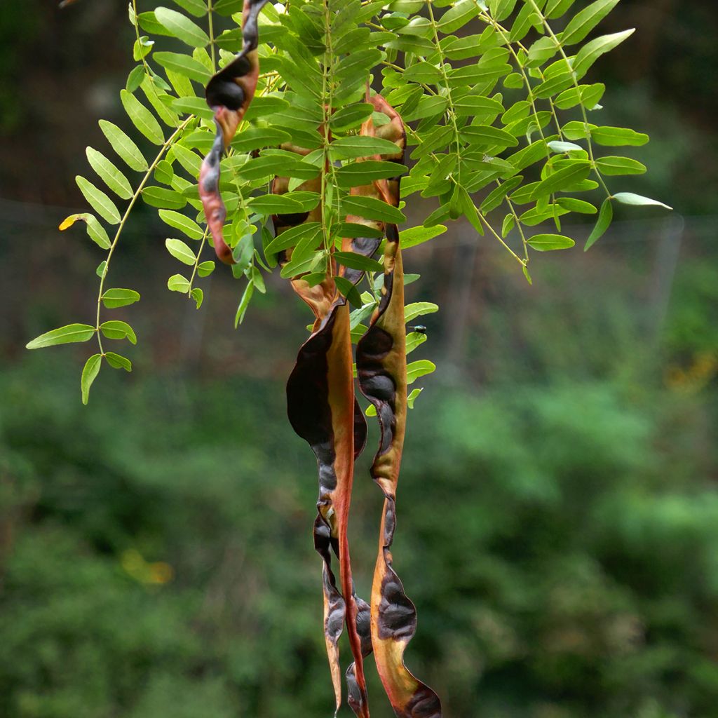 Gleditsia triacanthos f. inermis seeds - Thornless honey locust