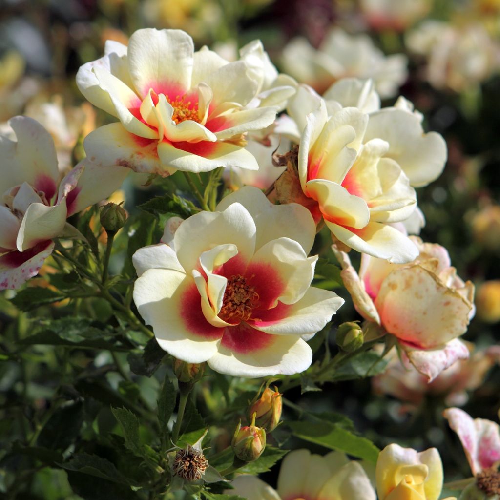 Rosa x persica Glorious Babylon Eyes - Persian Rose