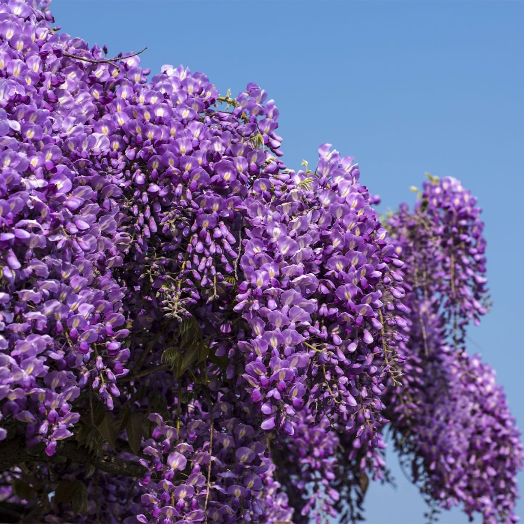 Wisteria brachybotrys Yokohama Fuji