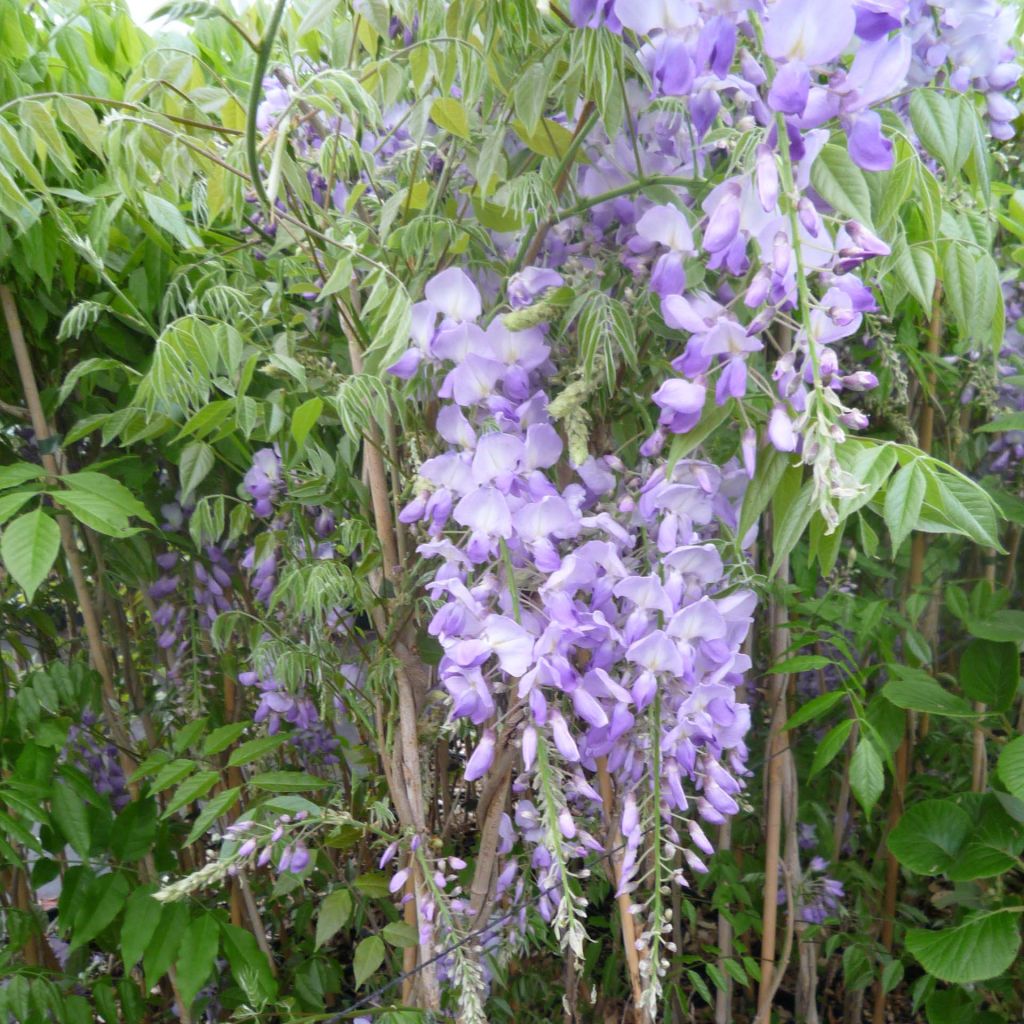 Wisteria sinensis Caroline