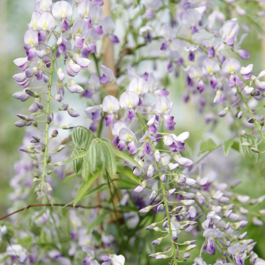Wisteria sinensis Prolific