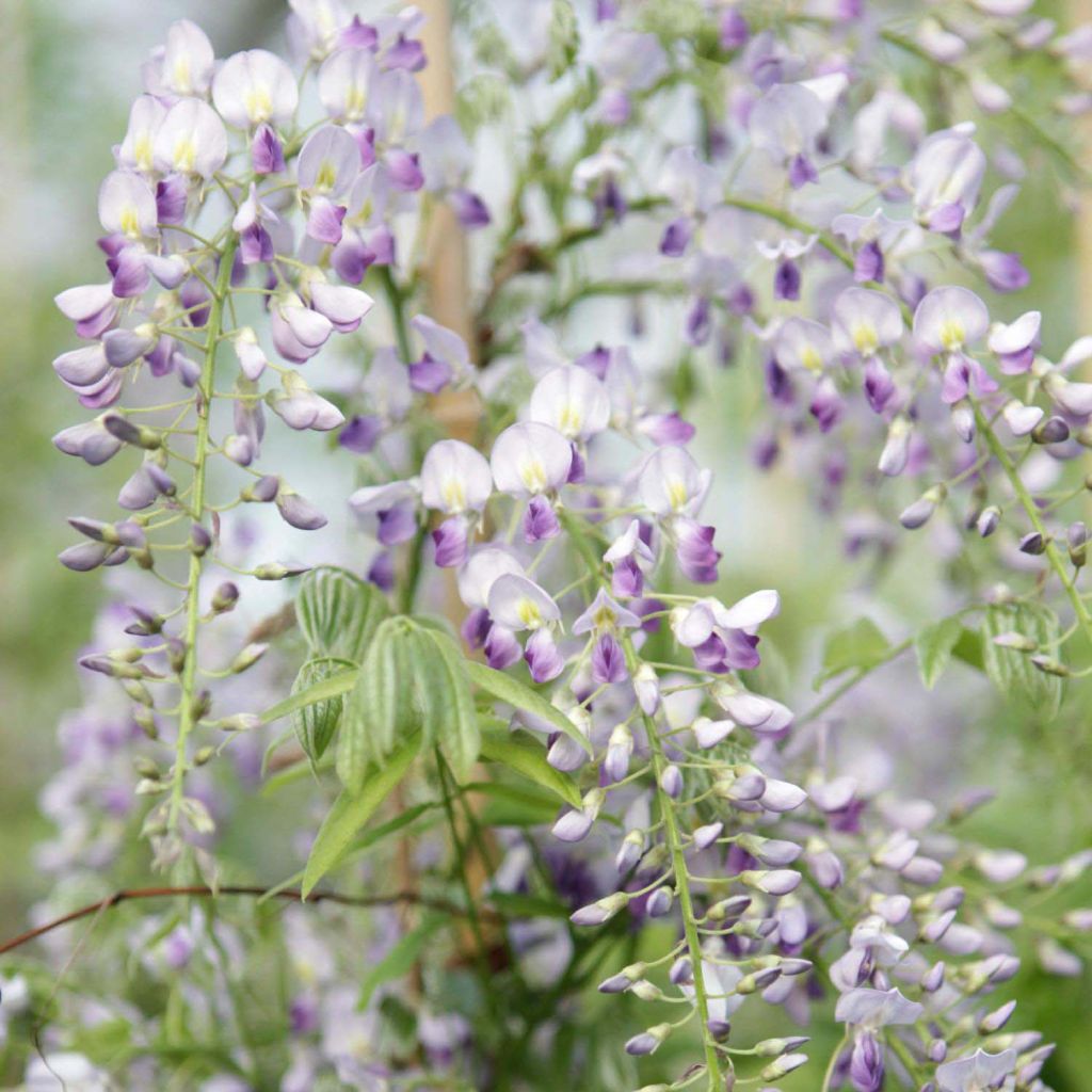 Wisteria sinensis Prolific