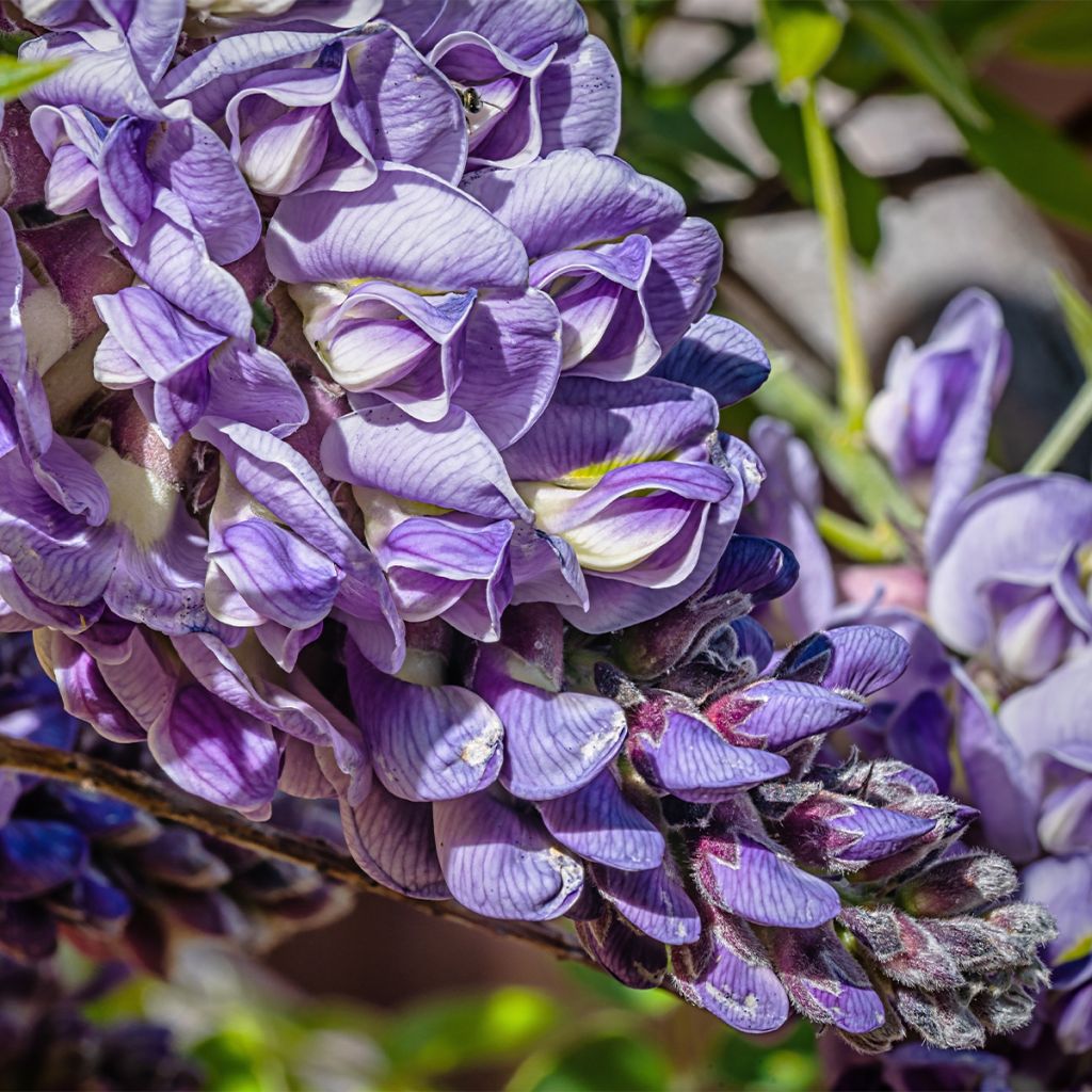 Wisteria frutescens
