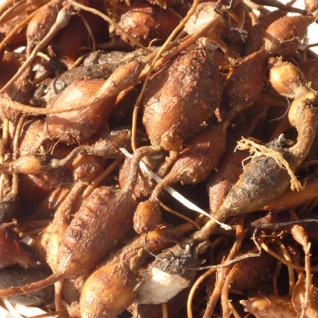American Groundnut - Apios americana