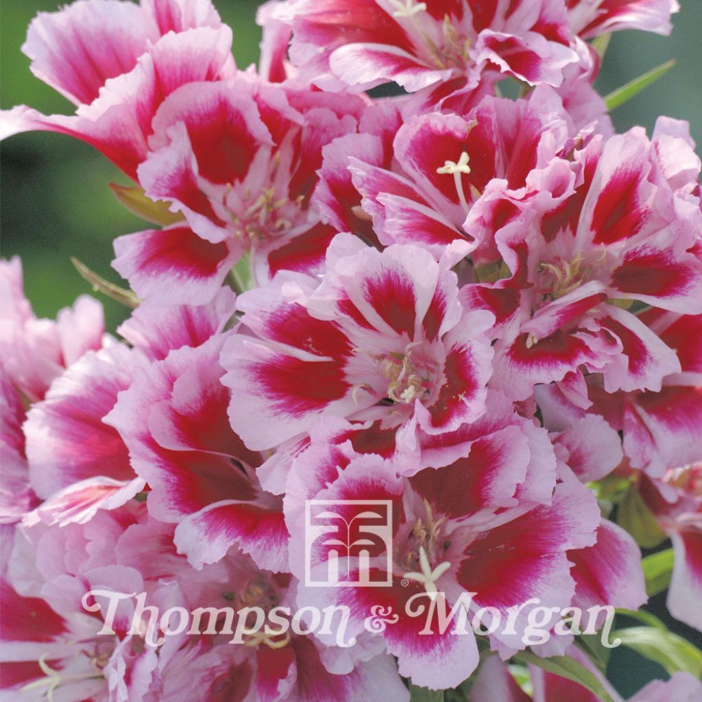 Godetia Rembrandt Seeds - Clarkia