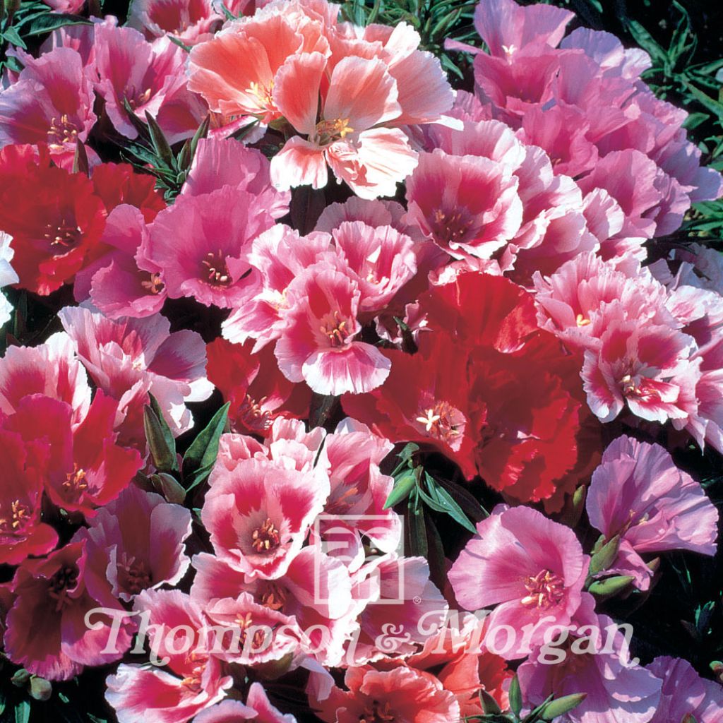 Godetia Thoroughly Modern Millie