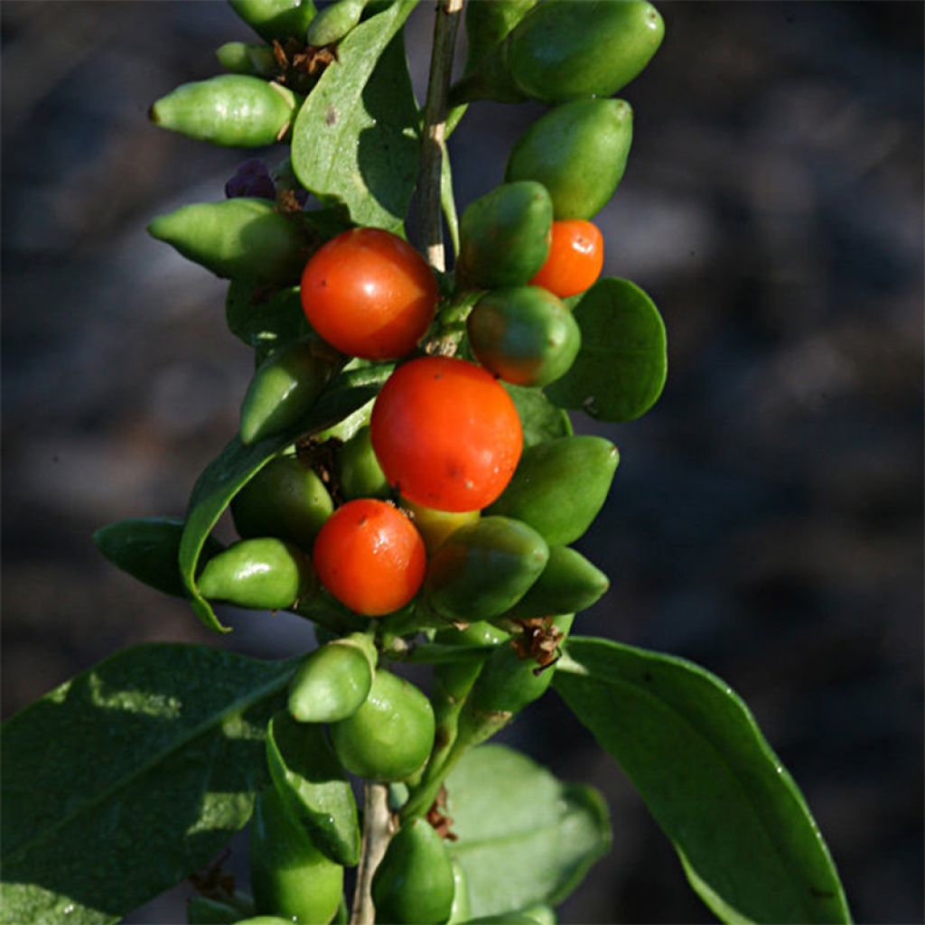 Lycium barbarum Big Lifeberry