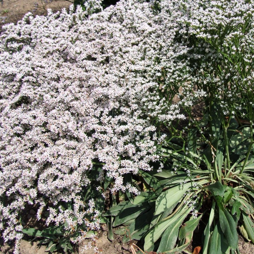 Goniolimon tataricum