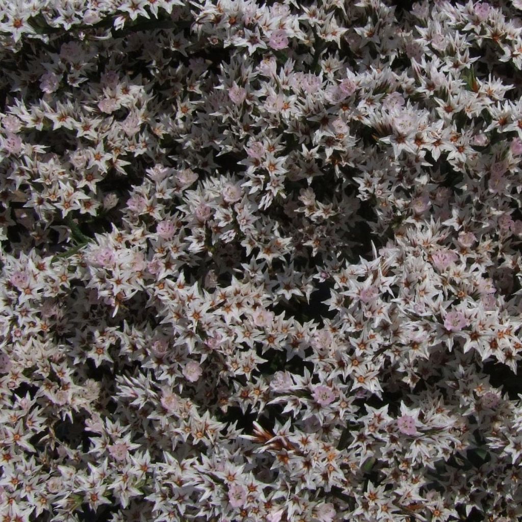 Goniolimon tataricum
