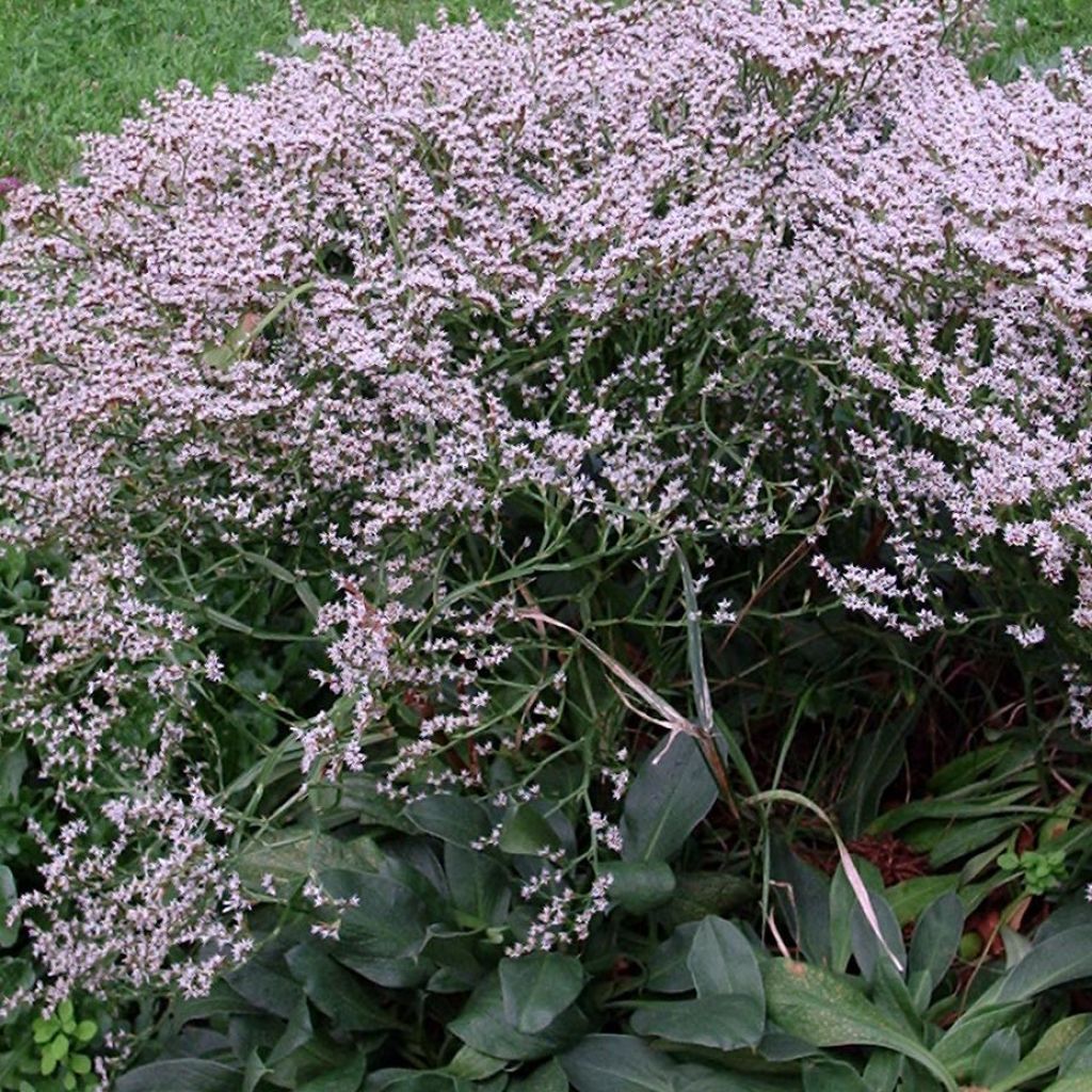 Goniolimon tataricum