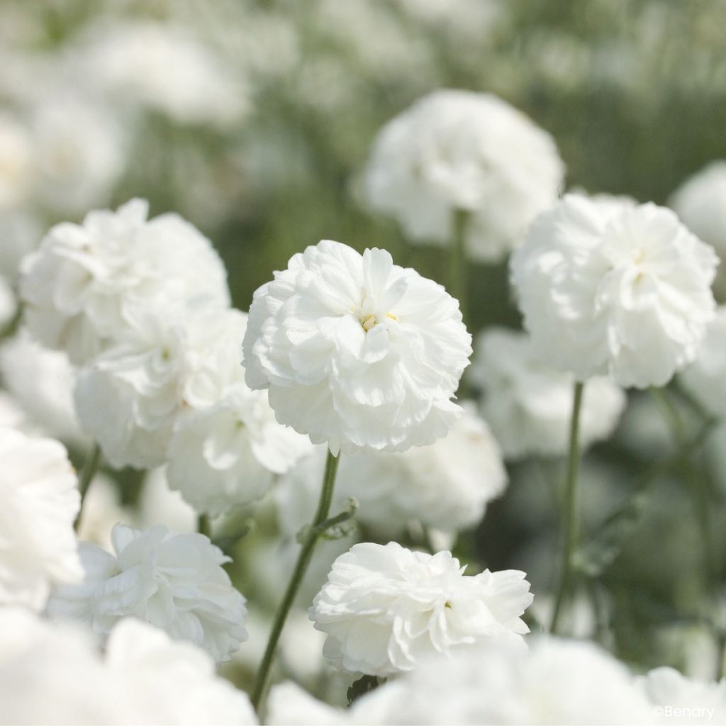 Achillea ptarmica Marshmallow seeds - Sneezewort