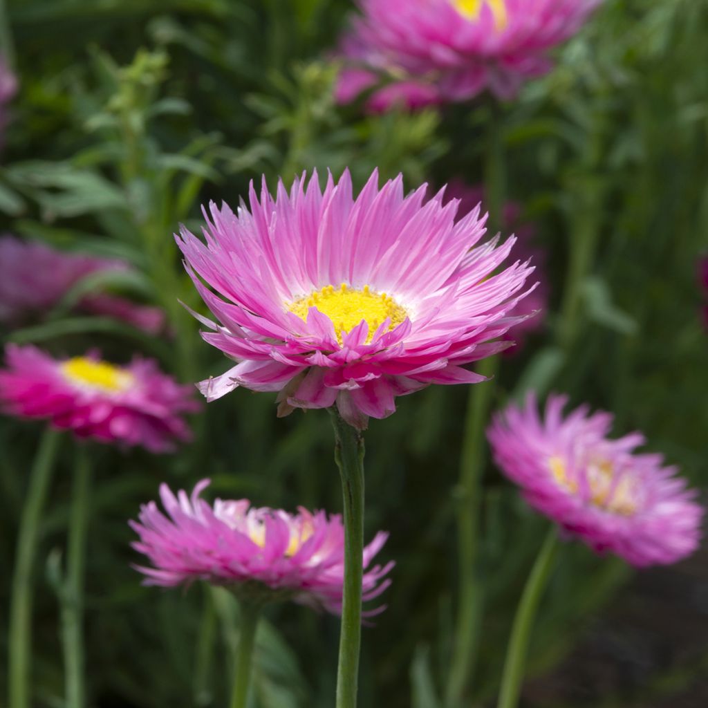 Rodanthe acrocephala subsp. roseum Goliath - Acroclinium Goliath, Helipterum Goliath, Immortelle d'Australie Goliath