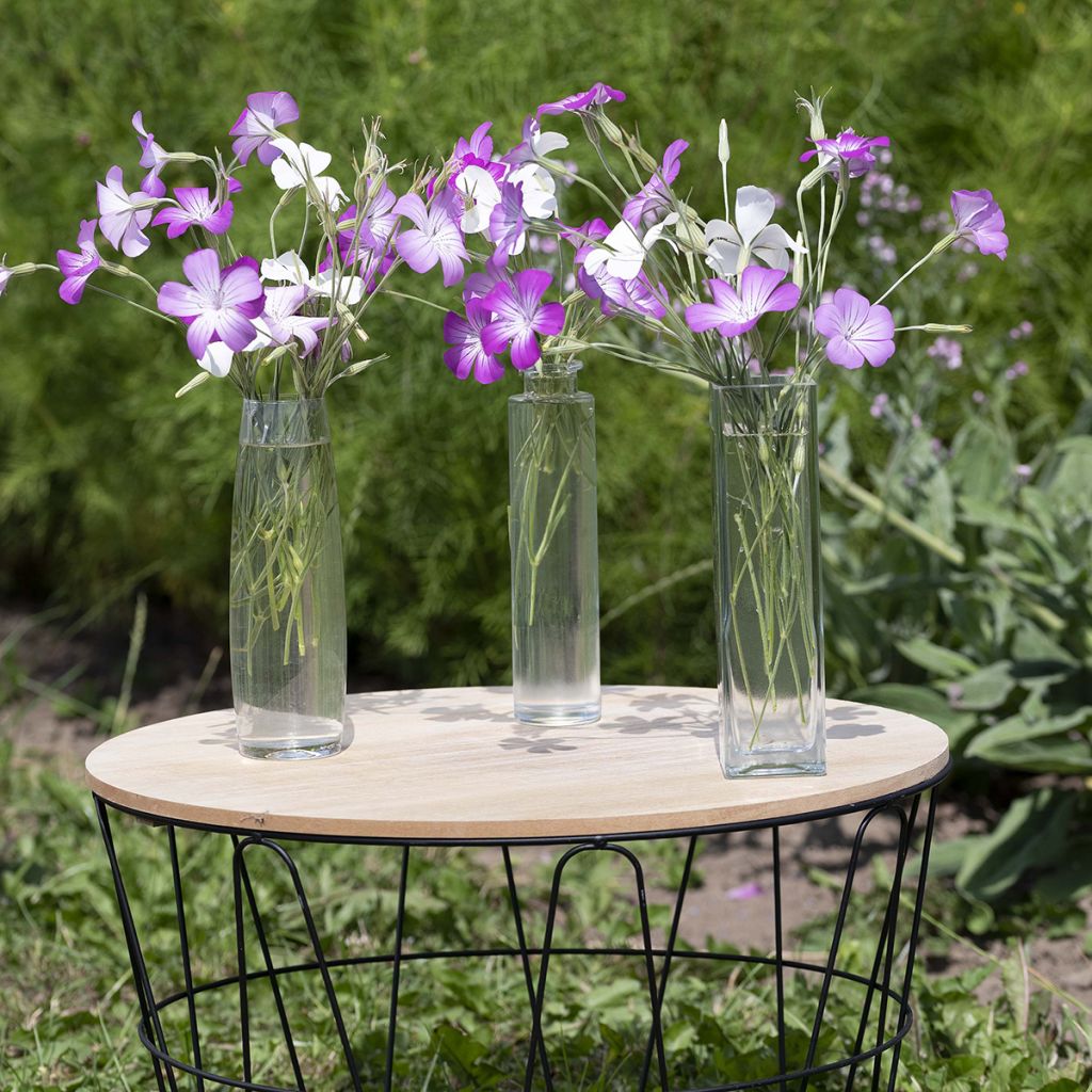 Corncockle Queen Mix seeds - Agrostemma githago