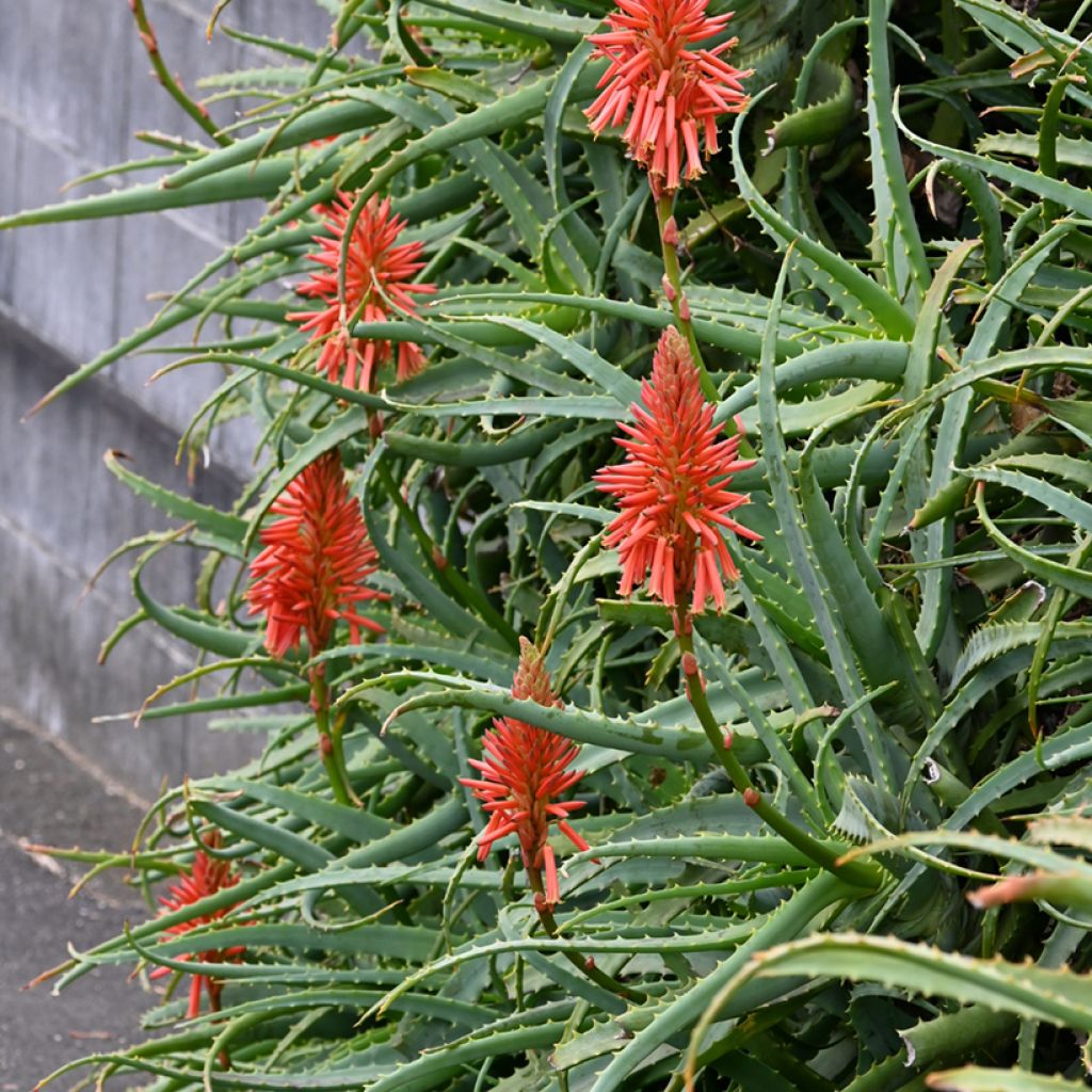 Aloe arborescens seeds