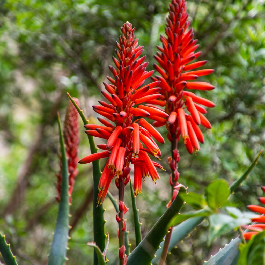 Aloe arborescens seeds