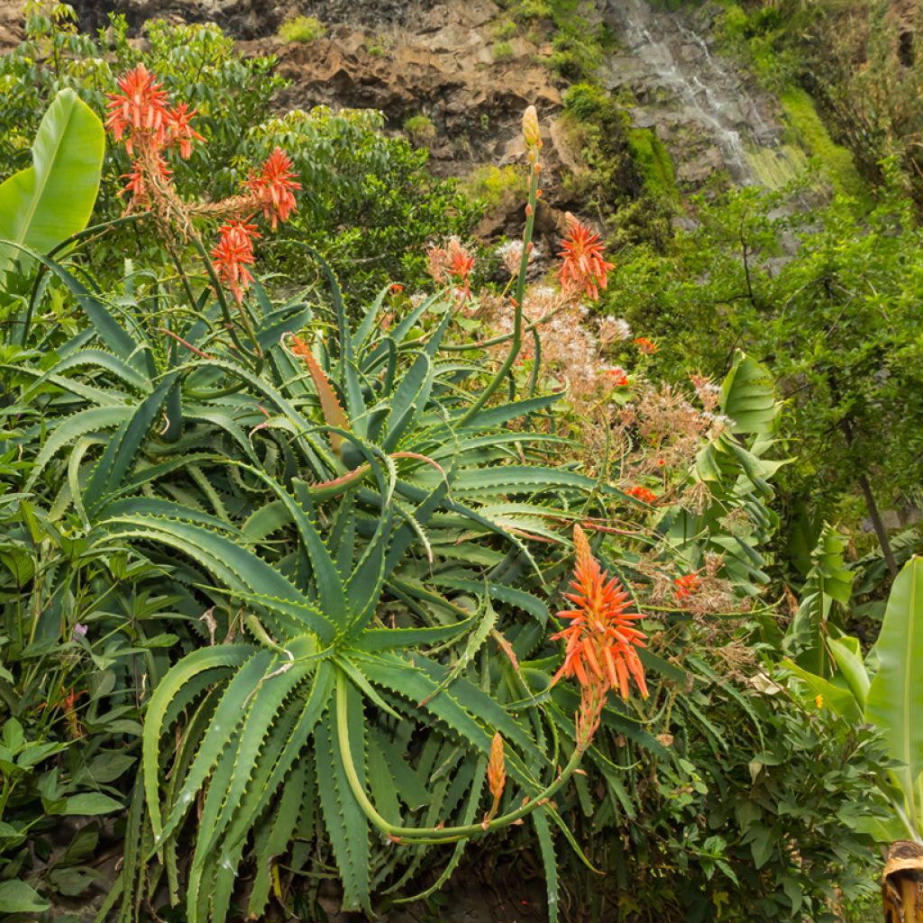 Aloe arborescens seeds