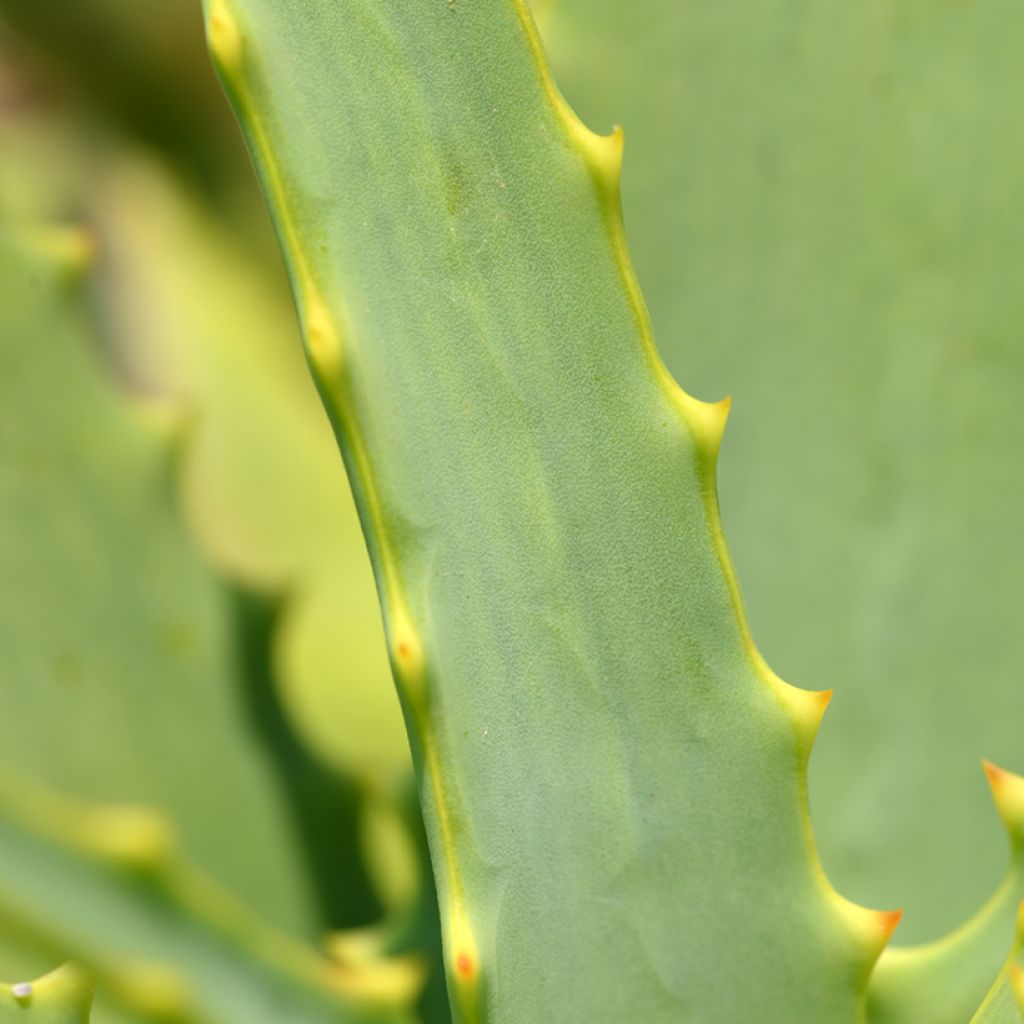 Aloe arborescens seeds
