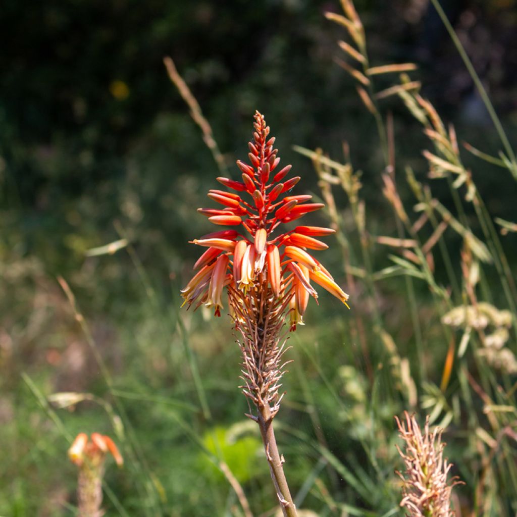 Aloe arborescens seeds