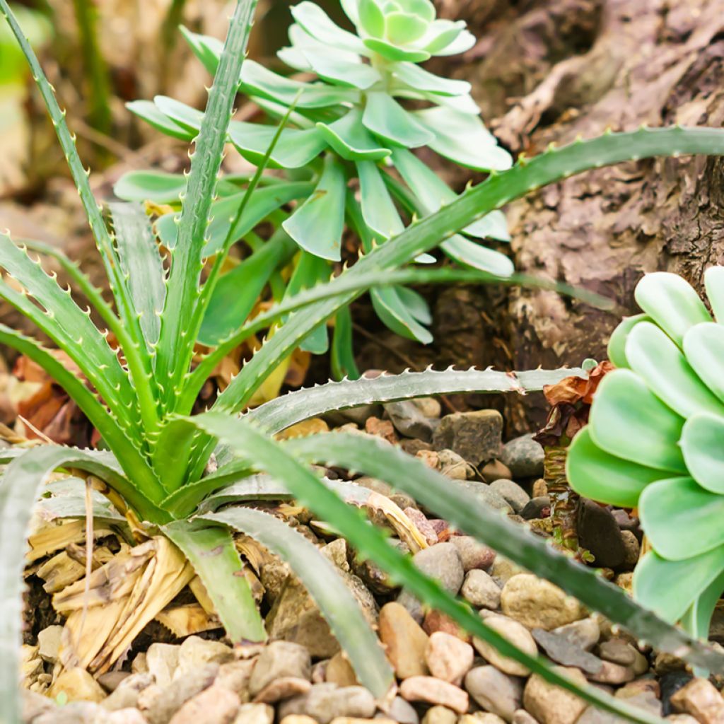 Aloe arborescens seeds