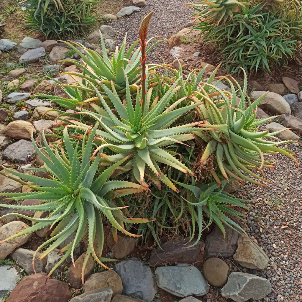 Aloe arborescens seeds